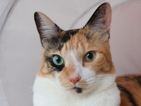 懸命に生きようとする姿に泣き笑い　元捨て猫「シャーミン」は家族の生きがいです！