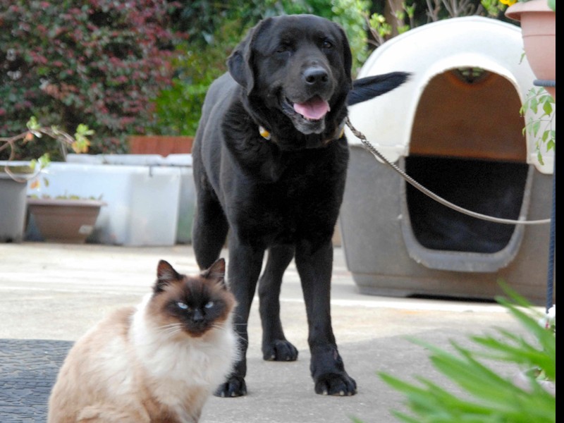 一緒に育ったから大の仲良し！　ビートとマロン