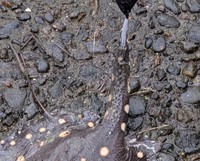 土佐市の用水路で見つかったのは…（銀玉先生さん提供）※画像はトリミングしています