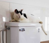 流し台の上でくつろぐ猫