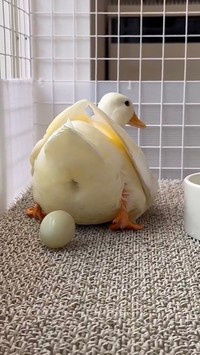 とうとう産卵！