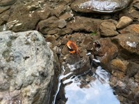 サワガニ（画像提供：よろたむさん）