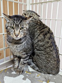 保護当初、警戒していた（左から）陽縁ちゃん、紬ちゃん（画像提供：つばきさん）
