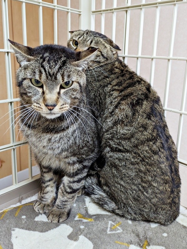 保護当初、警戒していた（左から）陽縁ちゃん、紬ちゃん（画像提供：つばきさん）