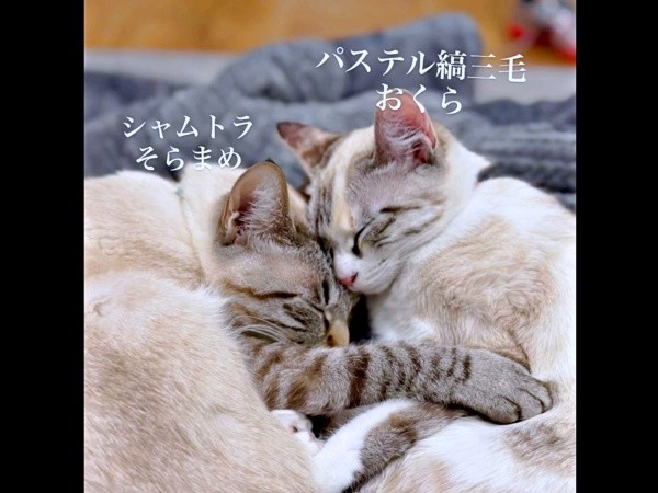 仲良く寄り添って眠る（左から）兄猫・そらまめくん、おくらちゃん（画像提供：soranohiさん）