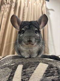チンチラのおはぎさん