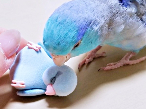 フュギュアと初対面を果たしたルゥくん。赤ちゃんかな？ と興味津々（画像提供：saekoさん）.jpg