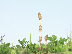 「別れ」の季節に思い出す「つくしんぼ」を詠んだ一句と「伊豆の踊子」の結末