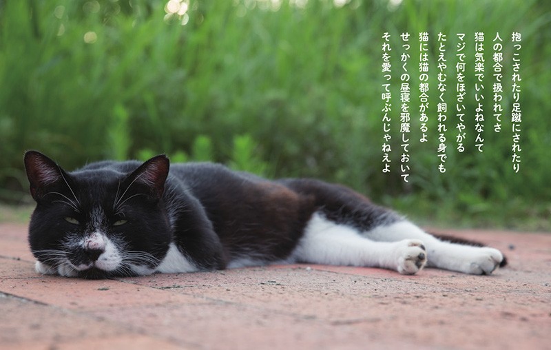 自然体の猫の姿と 心のままに今を生きる言葉 沖昌之さん 及川眠子さんの猫詩写真集 犬 猫との幸せな暮らしのためのペット情報サイト Sippo