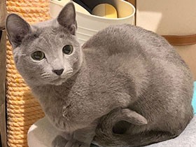 ボクだけを見て！　甘えん坊なロシアンブルー「Louis」