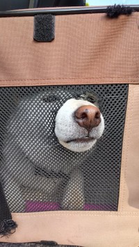 キャリーの中からお鼻だけ出している、はくくん（提供：はく さん）