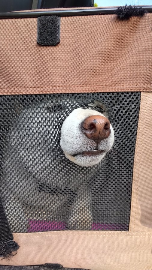 キャリーの中からお鼻だけ出している、はくくん（提供：はく さん）