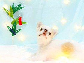 うるうるの目でカメラ目線するよ　チワワの「涼央（りお）」