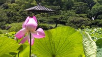 栗林公園（高松市栗林町 午前11時ごろ）