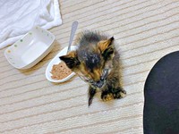 保護時、自分で食べることも難しかったまるちゃん（画像提供：しろくまですよ。さん）