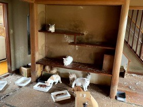 高崎で猫170匹の多頭飼育崩壊、猫の遺体も　「どれだけの命が失われたのか」