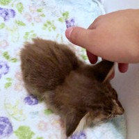 保護当時、生後推定2カ月。おはぎさんはとても小さくはかなげでした（画像提供：床さん）