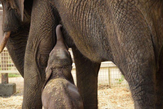 おっぱいを飲む赤ちゃん（2025.8.24 安佐動物公園提供）