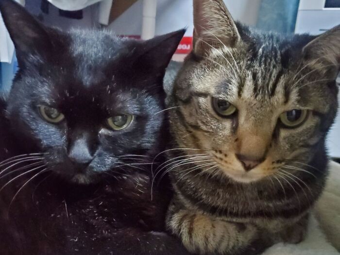 18歳のイヌオと４歳のはっぴー（ふまたん）。秋も変わらず仲良しのふたり