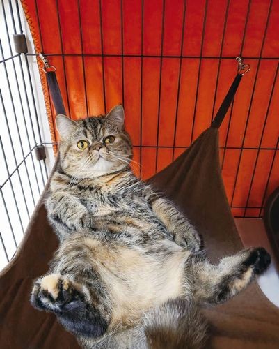 「ハンモック（レディなのにおやじ化してます）」（へそ天にゃんこ/三笠書房）