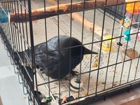 楽しくおもちゃで遊ぶナミちゃん（提供：霙色🐝さん）