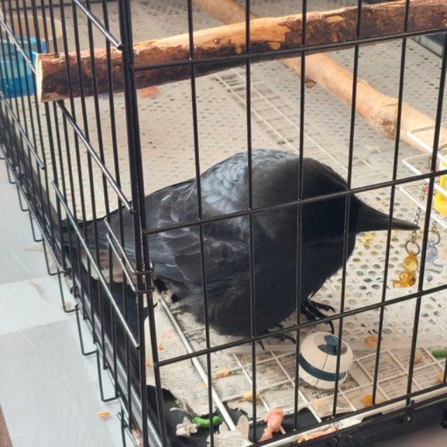 楽しくおもちゃで遊ぶナミちゃん（提供：霙色🐝さん）