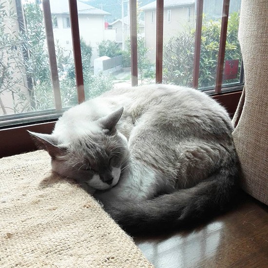 陽だまりで深く瞑想にふける