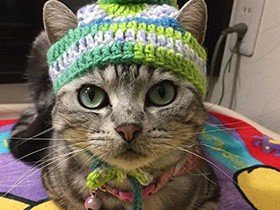 五つ子兄妹みんな元気で仲良くね　アメショーの「びび」