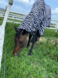 シマウマ柄になっても気にせずムシャムシャ：岡山乗馬倶楽部