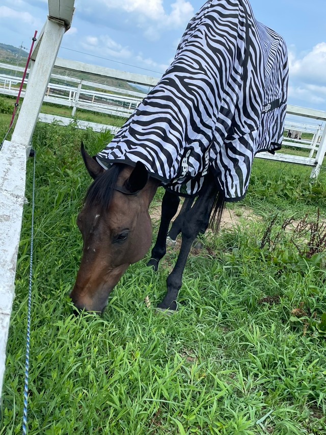 シマウマ柄になっても気にせずムシャムシャ：岡山乗馬倶楽部