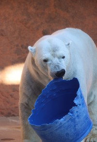 2024年10月にロッシー史上最重量の604㌔を記録