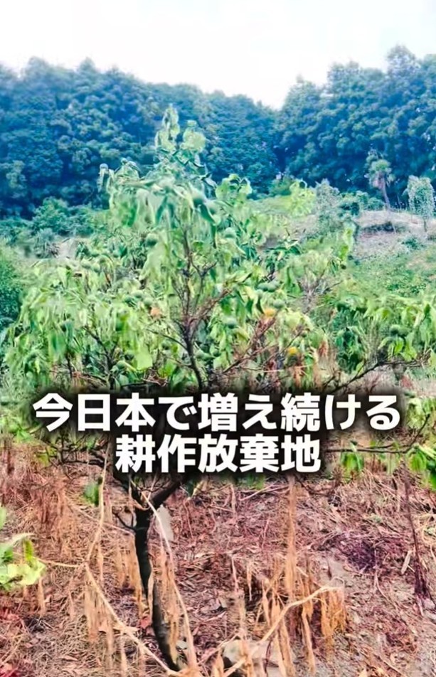 引き継いだ園地は約16ヘクタール（「みかん家族｜愛媛の柑橘農家」さん提供、Instagramよりキャプチャ撮影）