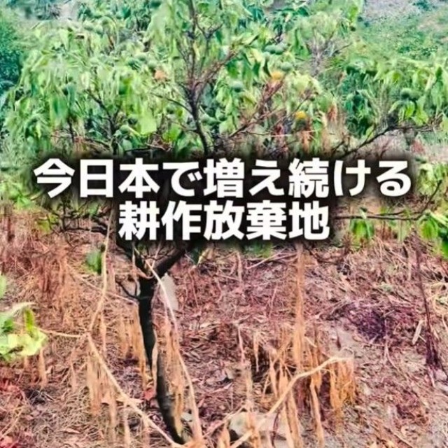 引き継いだ園地は約16ヘクタール（「みかん家族｜愛媛の柑橘農家」さん提供、Instagramよりキャプチャ撮影）