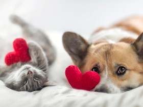 動物のための遺贈のススメ　終活のひとつの大事な作業として正式な遺言を残そう