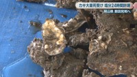 資料:カキ大量死