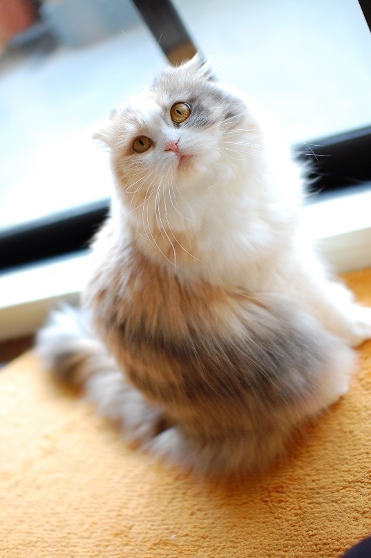 若かりし頃のすぴかちゃん