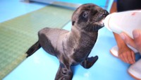 アシカの赤ちゃんが誕生！すくすく育つ　一般公開は未定　四国水族館