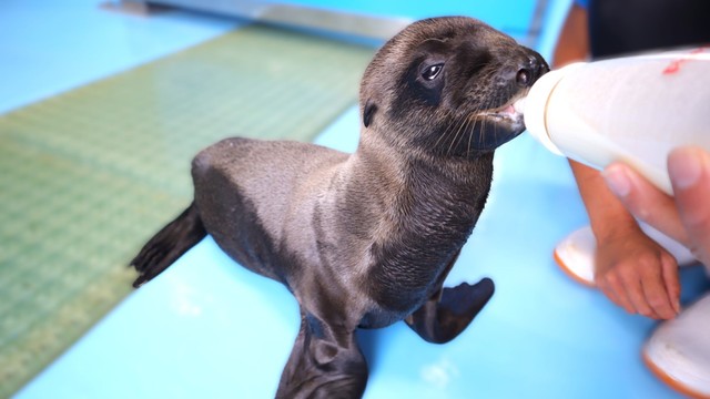 四国水族館 提供