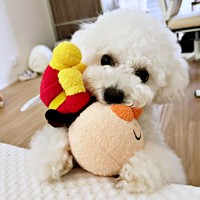 ぬいぐるみを持って起こしに来たアポちゃん（画像提供：あぽちぃさん）