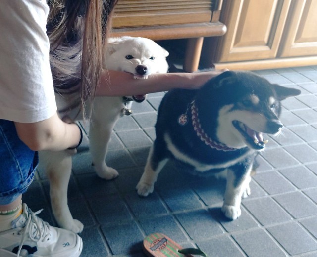 自分に構ってもらえなくてどうして良いか分からずお友達の腕を噛んじゃうこめこちゃん【提供：白柴米粉（こめこ）さん】