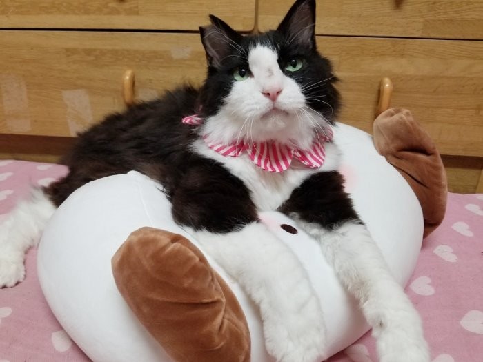 9月、見違えるようにお顔も綺麗になりました