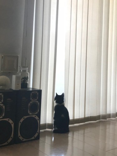 こぐまの後ろ姿は兄そっくり！