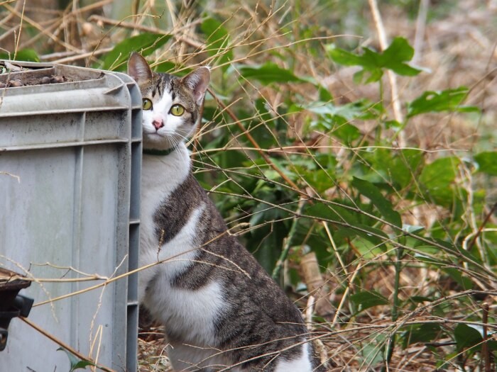 広い庭でのかくれんぼも楽しい

