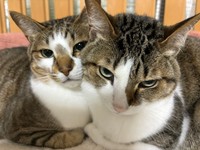 ソーダ君とレモンちゃん（飼い主さん提供）