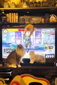 エマちゃん！テレビの上から肉球攻撃ですか？（提供写真）