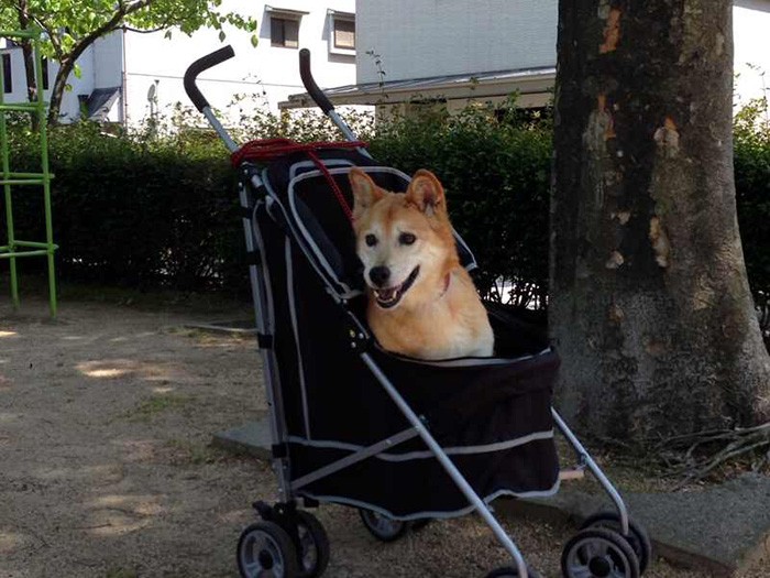 バギーでお散歩、楽しいな