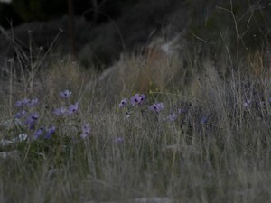 男尊女卑の考えに極限まで追い込まれ、姪を置いて出て行った姉へ