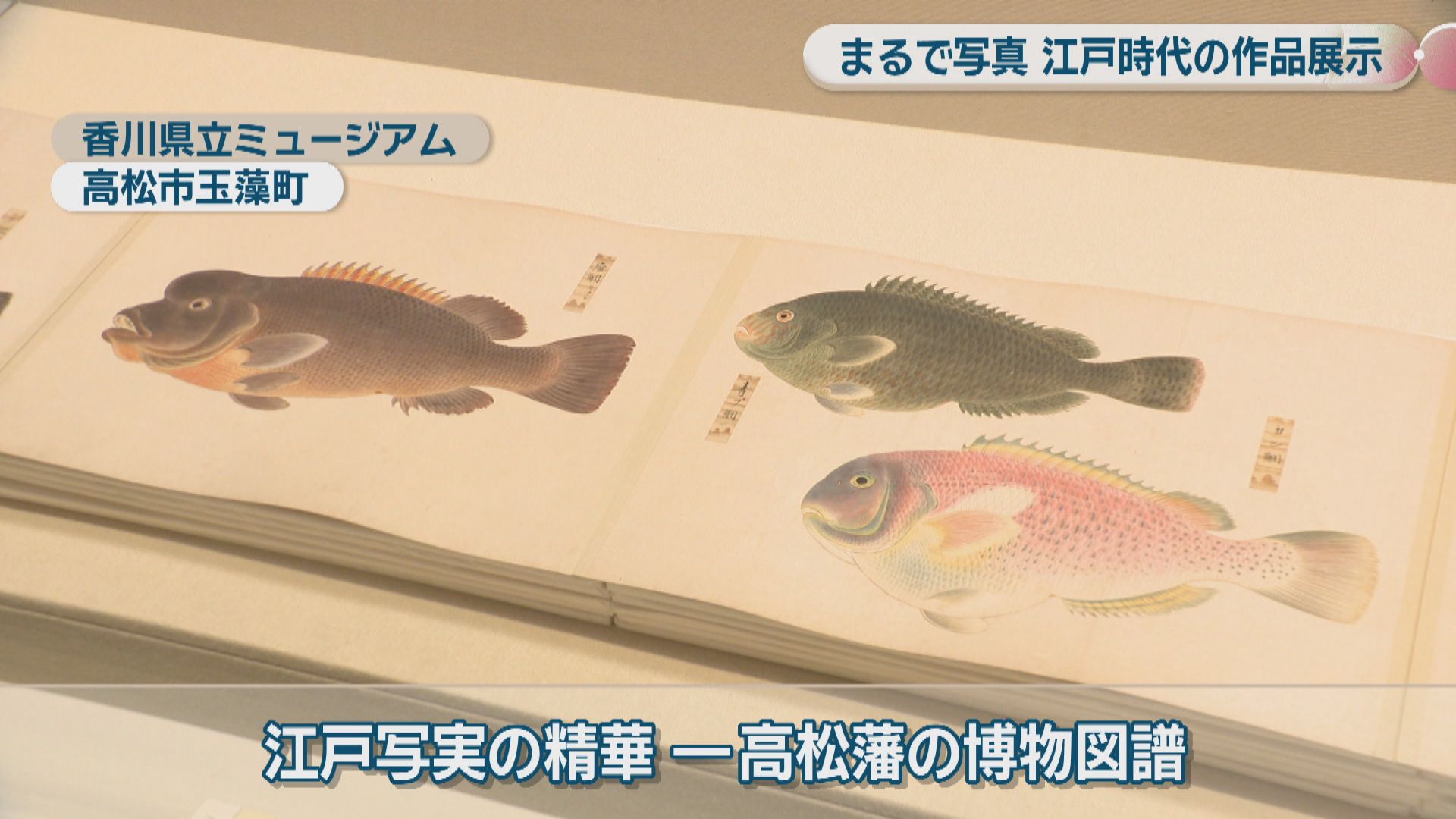 まるで写真！江戸時代に描かれた写実作品の展覧会 香川県立