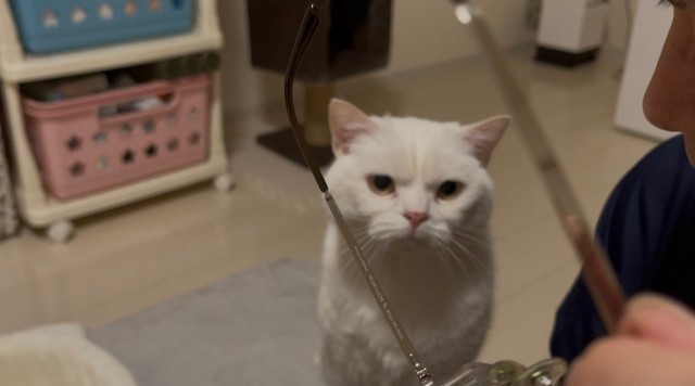 眉間にしわを寄せ、メガネを見つめるしらたまくん（提供：月としらたまさん）