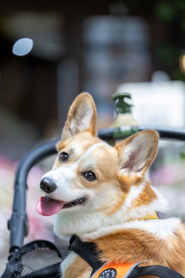 飼い主さんのほうを振り返って笑みを浮かべる神楽ちゃん（画像提供：コーギーの神楽さん）